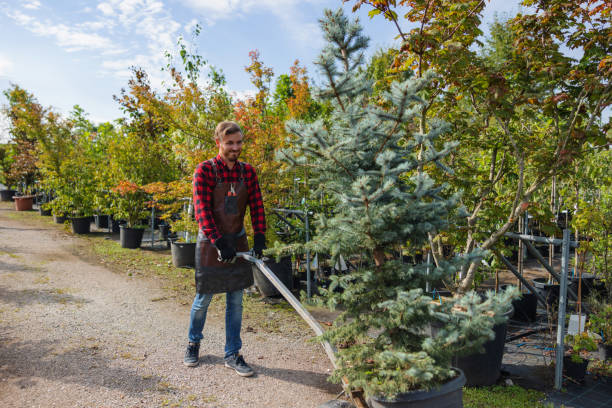 Best Hazardous Tree Removal  in Fruitland, IA